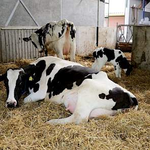 De droge koeien liggen een week voor afkalven, aan de rechterkant van de stal in het strohok. William: „Droge koeien moeten een schone, ziektevrije plek hebben om te kunnen liggen. Aan de overkant is een ander strohok voor de zieke koeien. Mijn droge koei