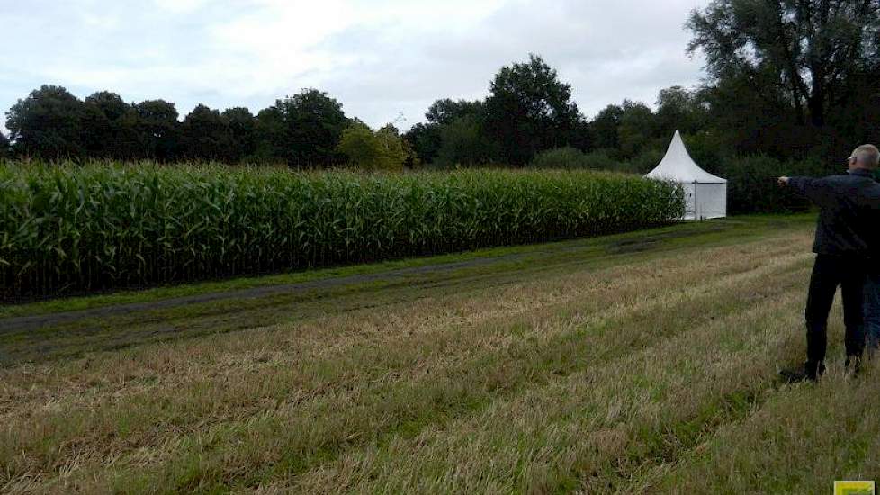 Gerard Hoekzema, bedrijfsleider van proefbedrijf Marwijksoord, wijst een veld aan waar geen kalk wordt gegeven. Deze staat duidelijk minder. Rechts daarvan ligt een strook met een overmaat aan kalk. Deze planten zijn lichter van kleur. Een te hoge pH werk