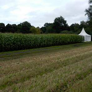 Gerard Hoekzema, bedrijfsleider van proefbedrijf Marwijksoord, wijst een veld aan waar geen kalk wordt gegeven. Deze staat duidelijk minder. Rechts daarvan ligt een strook met een overmaat aan kalk. Deze planten zijn lichter van kleur. Een te hoge pH werk