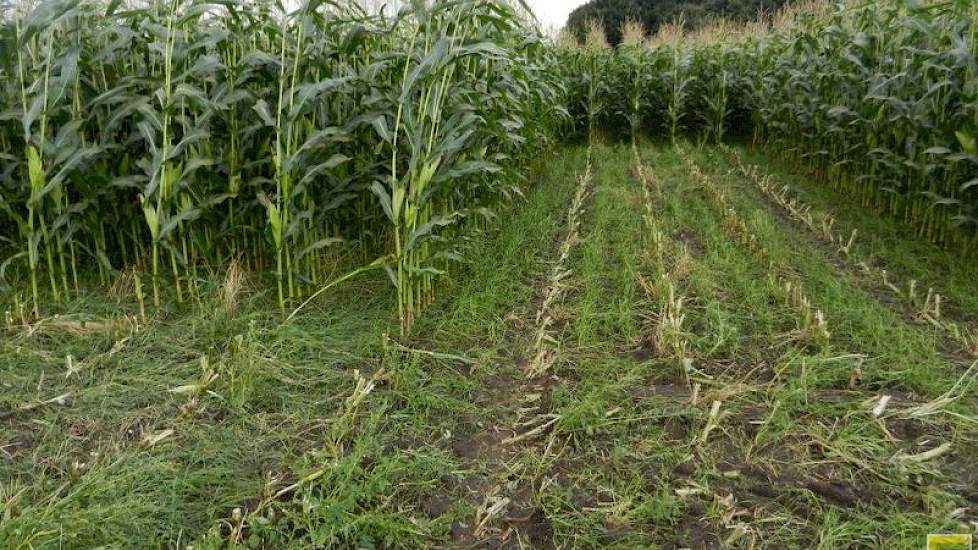 Grasonderzaai tijdens de groei laat goede resultaten zien. Daarbij wordt begin juli de grond geschoffeld en het gras (Italiaans raaigras) ondergezaaid. Daardoor heeft het vanggewas tijd om zich te ontwikkelen, zonder dat dit ten koste gaat van de groei va