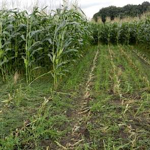 Grasonderzaai tijdens de groei laat goede resultaten zien. Daarbij wordt begin juli de grond geschoffeld en het gras (Italiaans raaigras) ondergezaaid. Daardoor heeft het vanggewas tijd om zich te ontwikkelen, zonder dat dit ten koste gaat van de groei va