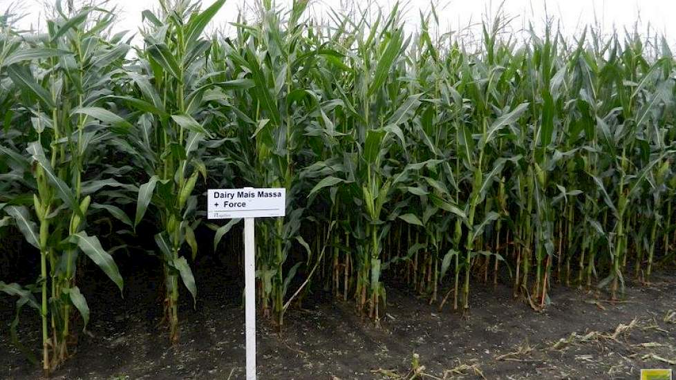 Nu er een verbod is op de maïsontsmettingsmiddelen tegen emelten Poncho en Gaucho, test Agrifirm andere middelen. Eén ervan is Force. De ritnaalden gaan er niet van dood, maar het zaad is wel enige tijd beschermt. Wanneer het zaad niet snel genoeg kiemt,