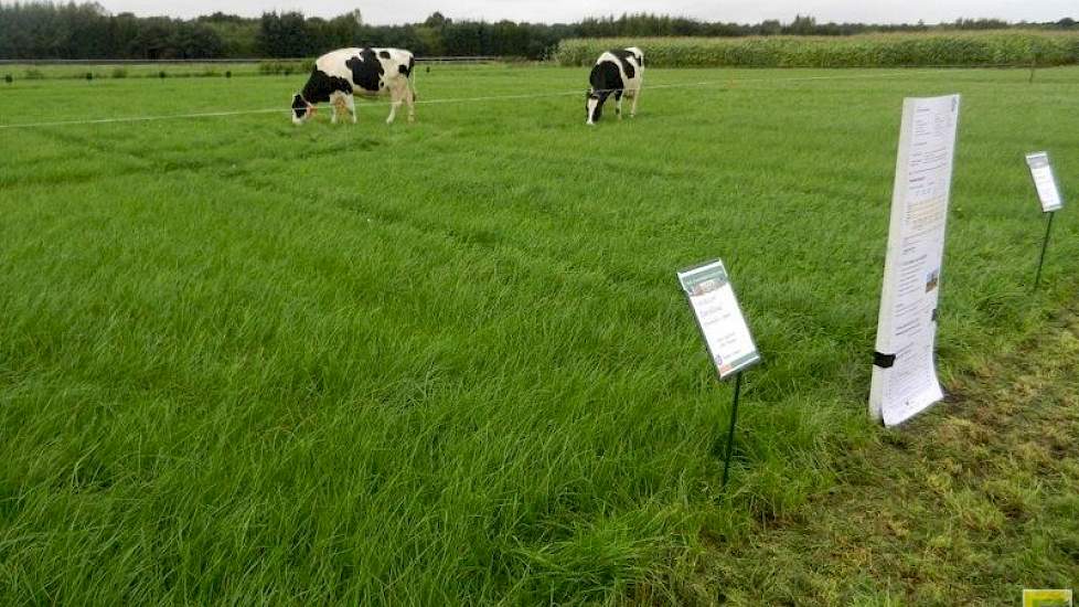 Voor het tweede jaar op rij liet Agrifirm een proef zien waarbij twee koeien een smaaktest deden welk gras ze het liefste vraten. De koeien bleken een voorkeur te hebben voor tetraploïde grassen boven diploïde. Volgens Toine Heijmans, productmanager ruwvo