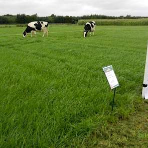 Voor het tweede jaar op rij liet Agrifirm een proef zien waarbij twee koeien een smaaktest deden welk gras ze het liefste vraten. De koeien bleken een voorkeur te hebben voor tetraploïde grassen boven diploïde. Volgens Toine Heijmans, productmanager ruwvo