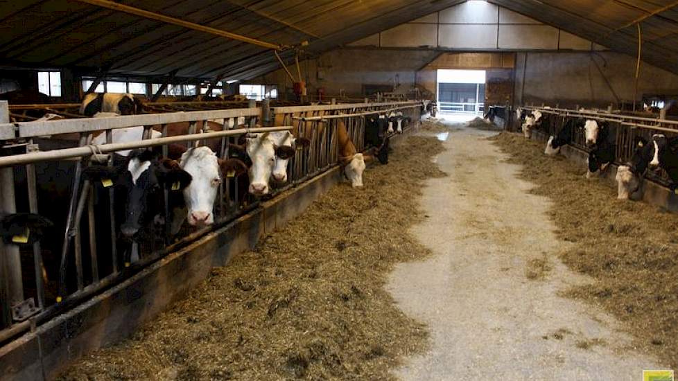 De Jong boert samen met zijn moeder en broer op een oppervlakte van 65 hectare gras, 35 ha mais, 6 ha suikerbieten en 12 ha aardappelland dat ze verhuren aan akkerbouwers. Hij melkt 160 koeien en wil doorgroeien naar 200. Om die reden breidt hij zijn auto