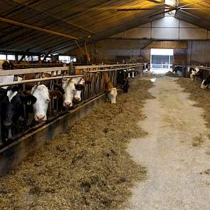 De Jong boert samen met zijn moeder en broer op een oppervlakte van 65 hectare gras, 35 ha mais, 6 ha suikerbieten en 12 ha aardappelland dat ze verhuren aan akkerbouwers. Hij melkt 160 koeien en wil doorgroeien naar 200. Om die reden breidt hij zijn auto