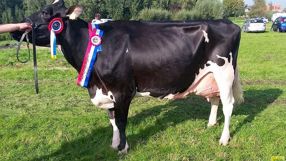 Algemeen kampioene van de fokveedag Hbc Sheila 4 (Goldwyn x Shottle) van Schep Holsteins uit Bergambacht.