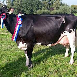 Algemeen kampioene van de fokveedag Hbc Sheila 4 (Goldwyn x Shottle) van Schep Holsteins uit Bergambacht.