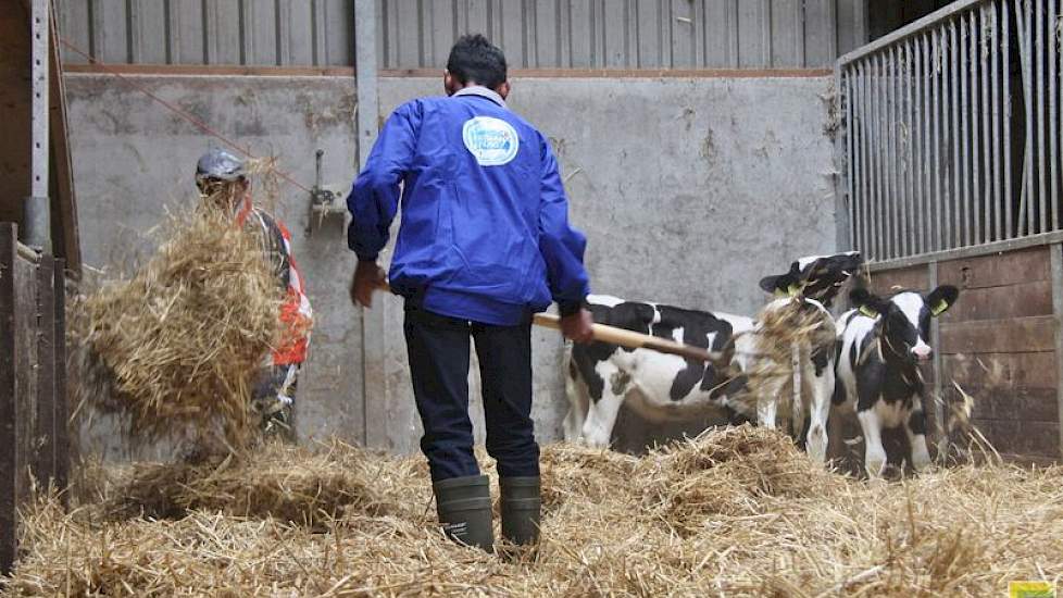 Alles wat Mark en Karin doen, wordt door de twee Javaanse melkveehouders nauwgezet bekeken. „Ze hebben bijvoorbeeld mooi kunnen zien dat wij hier de kalfjes al na enkele dagen bijvoeren. Dat is goed voor de ontwikkeling van de pens, terwijl ze in Indonesi