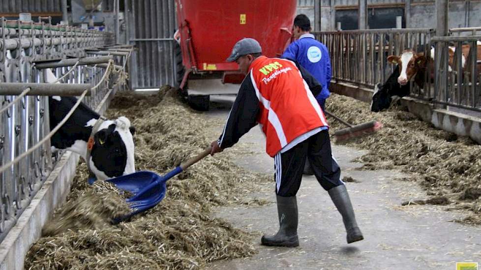 Er is dus genoeg te leren en dat doet het drietal dan ook volop. Op de Olster boerderij draaien ze mee bij het dagelijkse werk: melken, het jongvee voeren, trekker rijden en klauwbekappen.