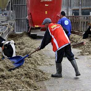 Er is dus genoeg te leren en dat doet het drietal dan ook volop. Op de Olster boerderij draaien ze mee bij het dagelijkse werk: melken, het jongvee voeren, trekker rijden en klauwbekappen.