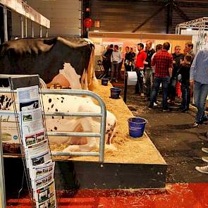 Als enige KI-bedrijf laat KI-Samen een dochtergroep zien. Dit keer zijn het enkele vaarzen en tweedekalfs koeien van de stier Twist. De wat ronde koeien hadden stuk voor stuk lange kruizen.