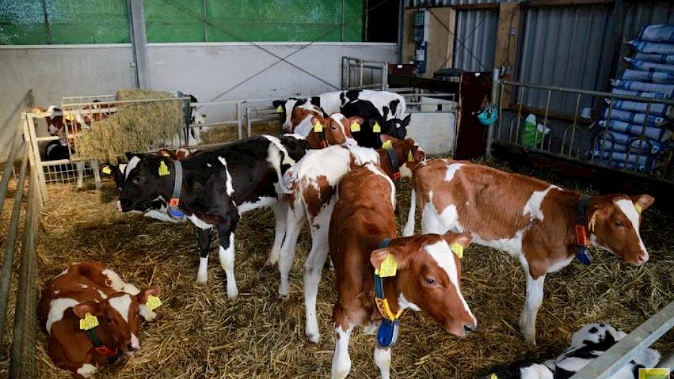 Op dit moment is alle jongvee weer op het bedrijf. Dit blijft niet zo. Om door te kunnen groeien naar 250 koeien hebben ze een nieuwe jongveeopfokker gevonden, waar de dieren volgend jaar naar toe gaan. De jongste kalveren blijven de melkperiode wel op he