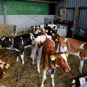 Op dit moment is alle jongvee weer op het bedrijf. Dit blijft niet zo. Om door te kunnen groeien naar 250 koeien hebben ze een nieuwe jongveeopfokker gevonden, waar de dieren volgend jaar naar toe gaan. De jongste kalveren blijven de melkperiode wel op he