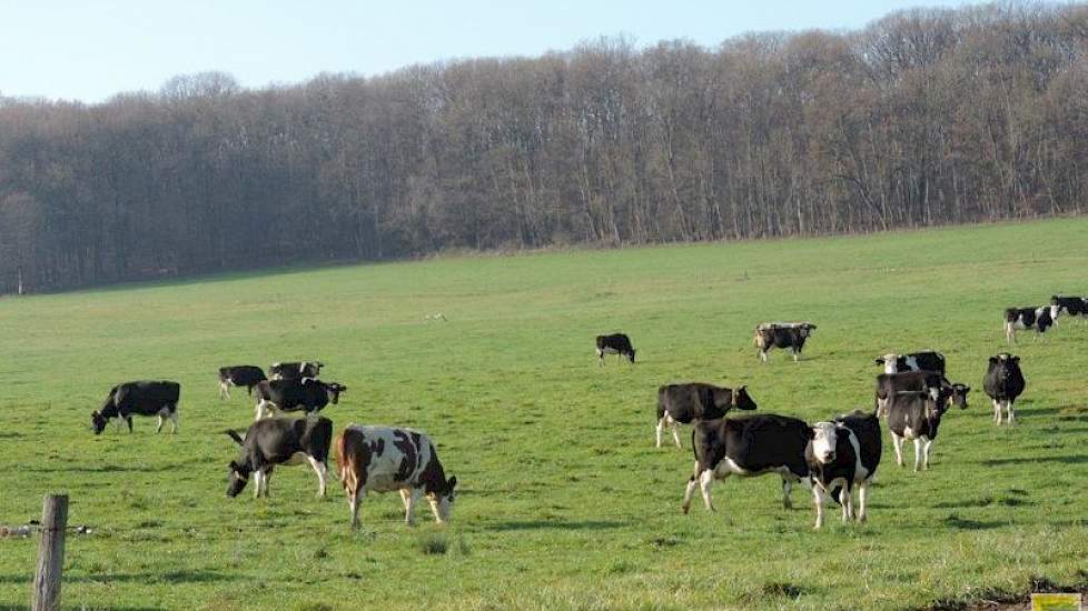 Sinds twee jaar is de veestapel voorjaarskalvend. Dit betekent dat alle koeien begin februari droog worden gezet en de dieren half maart afkalven. Op dit moment geven de koeien niet veel melk meer, ongeveer 250 liter per dag. Ze worden vanaf september dan