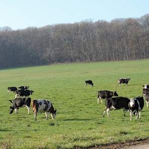 Sinds twee jaar is de veestapel voorjaarskalvend. Dit betekent dat alle koeien begin februari droog worden gezet en de dieren half maart afkalven. Op dit moment geven de koeien niet veel melk meer, ongeveer 250 liter per dag. Ze worden vanaf september dan