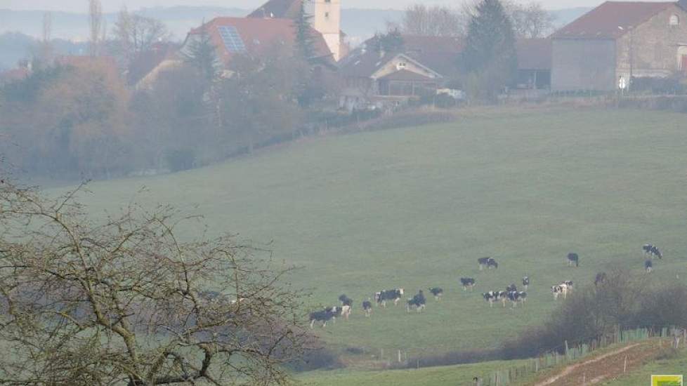 Ze boeren biologisch en de melk gaat naar een biologische kaasfabriek. Van de fabriek mag familie Lozeman de koeien geen kuilgras voeren, in verband met het risico op boterzuur. Dit betekent dat de dieren alleen maar gras of hooi krijgen. Daarnaast maakt