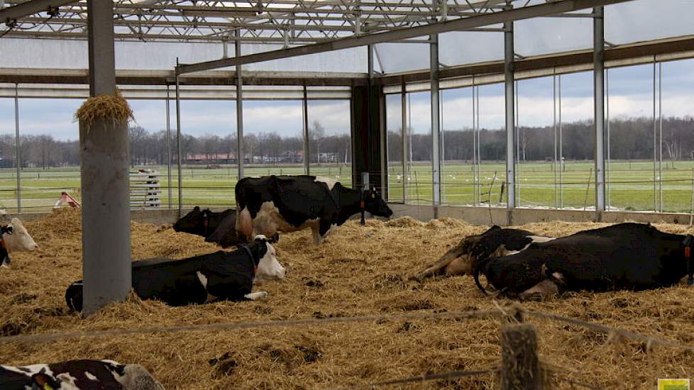 De basis van de maïsteelt is voor Pijs het gebruik van stromest. De veehouder heeft een 1200 vierkante meter grote vrijloopstal die gevuld is met stro. Het maïsland wordt bemest met 25 ton stromest per hectare. De stro laat hij eerst wel een halfjaar comp