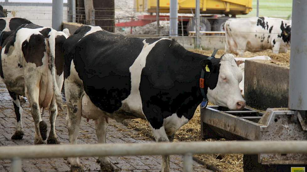 Pijs past een driewegkruising toe met Montbeliarde en Zweeds roodbont en Holstein, volgens het Procross-principe. De veehouder is ronduit tevreden over de kruislingen. ‘We voeren vrijwel geen koeien gedwongen meer af en de productie is met 9800 kilo melk