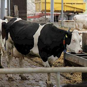 Pijs past een driewegkruising toe met Montbeliarde en Zweeds roodbont en Holstein, volgens het Procross-principe. De veehouder is ronduit tevreden over de kruislingen. ‘We voeren vrijwel geen koeien gedwongen meer af en de productie is met 9800 kilo melk