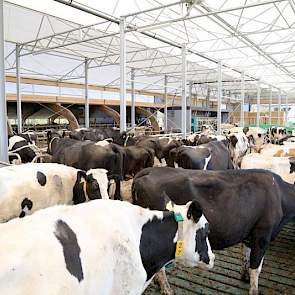 De nieuwe 2+0 serrestal biedt ruimte aan 100 stuks melkvee. De huisvesting staat in open verbinding met de oude 2+1 ligboxenstal, waar nu het jongvee staat. Bogaard: 'We hebben een luifel aan de nieuwe stal gemaakt, zodat deze nu de oude stal overlapt.'