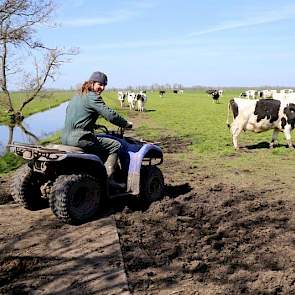 Pieter haalt de koeien met een quad uit het weiland. De melkveehouder wil de koeien 2 keer 2 uur per dag weiden en dat systeem naar de herfst toe zo lang mogelijk volhouden.