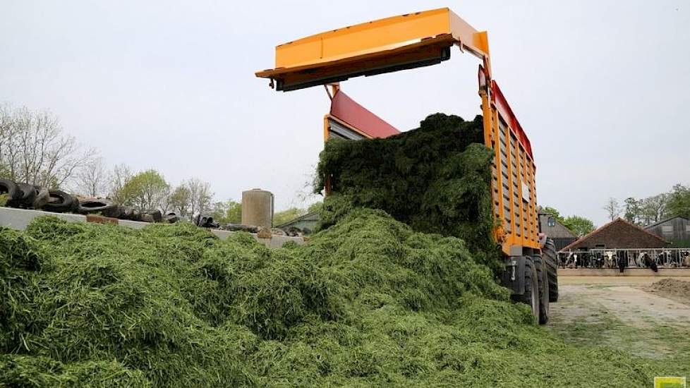 In totaal reden er drie silagewagens mee. Veerbeek schat het ingekuilde gras op ongeveer 45 procent drogestof. 'Niet te droog en niet te nat. Als ik wel had geschud was het veel te droog  geworden.'