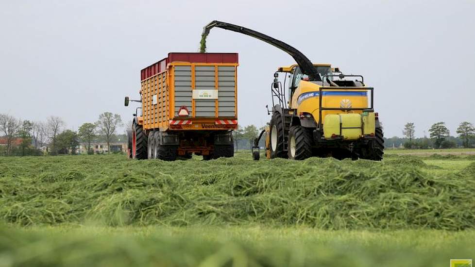 Veerbeek heeft de hele eerste snee, 38 hectare, in één keer laten maaien. De opbrengst schat hij gemiddeld op 3500 kilo drogestof. Een aantal percelen hadden wat hem betreft nog iets meer opbrengst mogen hebben, maar toch besloot hij alles te maaien. 'Dat