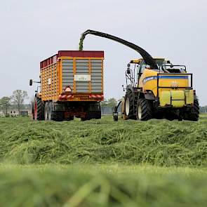 Veerbeek heeft de hele eerste snee, 38 hectare, in één keer laten maaien. De opbrengst schat hij gemiddeld op 3500 kilo drogestof. Een aantal percelen hadden wat hem betreft nog iets meer opbrengst mogen hebben, maar toch besloot hij alles te maaien. 'Dat