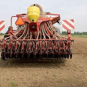 De beworteling van de luzerne (alfalfa) gaat tot 4,5 meter diep en eenmaal goed aangeslagen, is het tegen grote droogte bestand. Tegen het najaar zal de luzerne blauwe bloemen dragen.