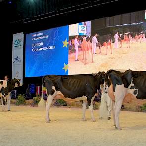 Rechts Bons-Holsteins Koba 219 opgesteld in de finale, links kampioene CPP Aftershock Pandora uit Zwitserland.