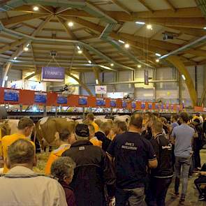 De Nederlandse roodbonte koeien op stand.