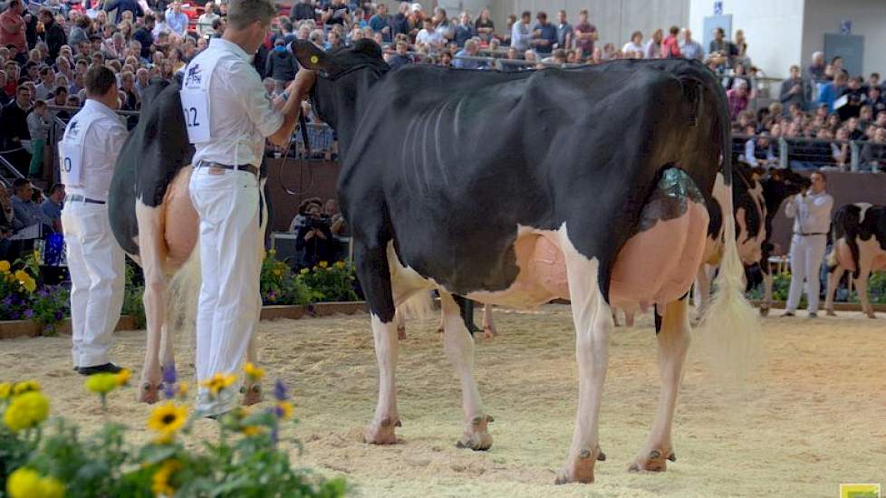 In dezelfde rubriek was er een negende plaats (van in totaal twaalf dieren) voor Future Dream H. Fien (Sid x Goldwyn) van Jacob Wijnker uit Avenhorn. Links Ella 192.