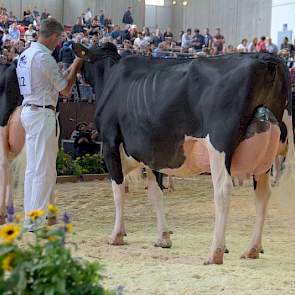 In dezelfde rubriek was er een negende plaats (van in totaal twaalf dieren) voor Future Dream H. Fien (Sid x Goldwyn) van Jacob Wijnker uit Avenhorn. Links Ella 192.