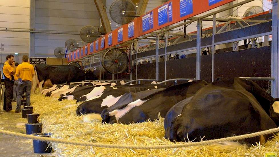 De Nederlandse zwartbonte deelneemsters in rust.