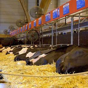 De Nederlandse zwartbonte deelneemsters in rust.