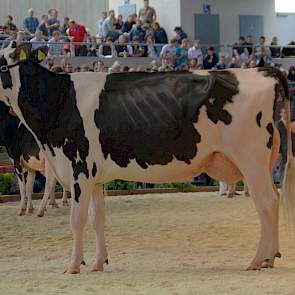 In de eerste middenklasserubriek eindigt Zandenburg Meridian Camilla (v. Meridian) van de familie Sommers uit Elsendorp op de tiende plaats van de in totaal twaalf dieren.