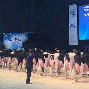 De ijzersterke rubriek met de oudste Holsteins. Rechts reservekampioene Ashlyn Vray (Goldwyn x Lheros) uit Spanje, ernaast de Duitse Lady Gaga (Modest x Lheros). Op de zesde plaats, ze zou later nog een plaatsje klimmen, NRM-kampioene Bons-Holsteins Koba