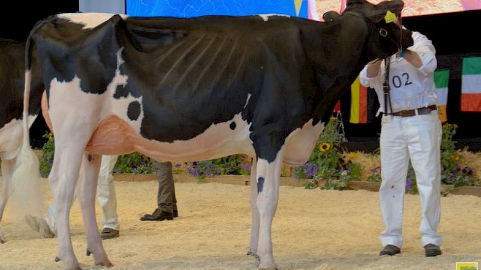 Bons-Holsteins Koba 219 (Lauthority x Damion) pakte in de eerste zwartbonte rubriek direct de koppositie.