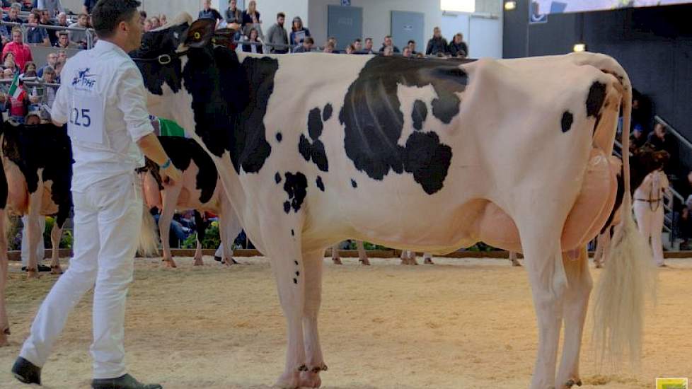 De tiende plaats in deze rubriek was voor Future Dream H. Darina (Snowman x Goldwyn) van andermaal Wijnker.