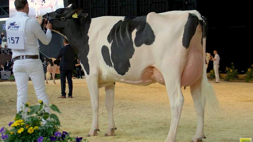 J.S. Lucinda (Meridian x Damion) van Kees de Jong uit Hoogblokland eindigde in de derde vaarzenrubriek op de zevende positie van de in totaal 14 dieren.