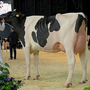 J.S. Lucinda (Meridian x Damion) van Kees de Jong uit Hoogblokland eindigde in de derde vaarzenrubriek op de zevende positie van de in totaal 14 dieren.