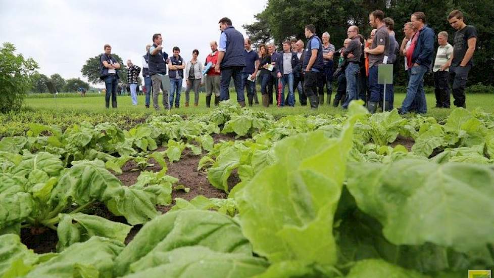 Stel je voor dat voederbieten onder de derogatienorm gaan vallen. Ze onttrekken immers veel stikstof aan de bodem. Dan zou het gewas weer net zo algemeen kunnen worden als in grootvaders tijd. Het saldo van 3000 euro per hectare is veel hoger dan van welk