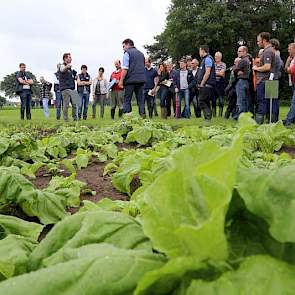 Stel je voor dat voederbieten onder de derogatienorm gaan vallen. Ze onttrekken immers veel stikstof aan de bodem. Dan zou het gewas weer net zo algemeen kunnen worden als in grootvaders tijd. Het saldo van 3000 euro per hectare is veel hoger dan van welk