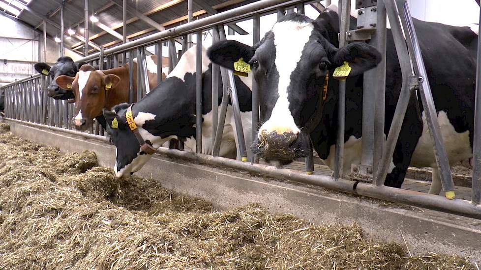 Huidige ontwikkeling bij voormalige praktijkschool Dairy Academy in Oenkerk - www.melkvee.nl