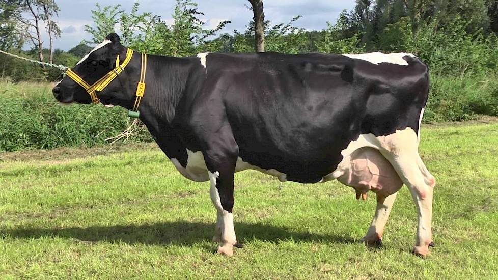 Ni’jbrook Wietske 101 van Fam. te Poele uit Lichtenvoorde - www.melkvee.nl: Beste Boerenkoe 2016