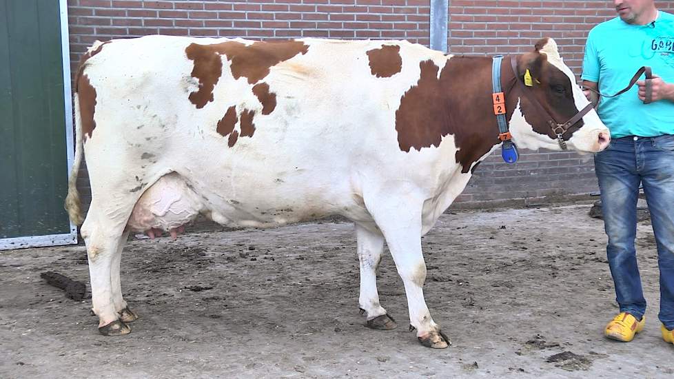 Danielle 95 van Fam. Vink uit Groot-Ammers (ZH) - www.melkvee.nl: Beste Boerenkoe 2016