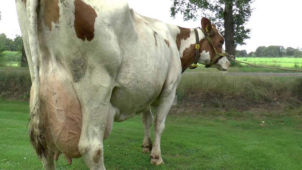 Do van de Fam. Keppels uit Laren (GD) - www.melkvee.nl: Beste Boerenkoe 2016