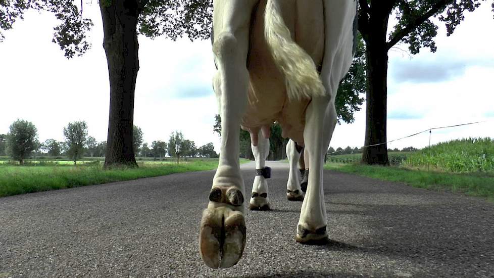 Big Clara van de Fam. Knoef uit Geesteren (OV)  - www.melkvee.nl: Beste Boerenkoe 2016