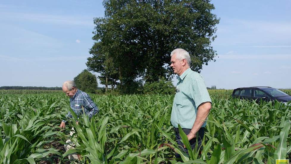 Jan Daris (r)  en zaaigoedhandelaar Kees Joordens van Jobe Zaden uit Bergeijk inspecteren het gewas. Er zit nog geen pluim en het is iets minder lang dan de mais van Boer Piet. Mogelijk speelt de grondsoort een rol, of de zaaidiepte. Daris bemestte met 30